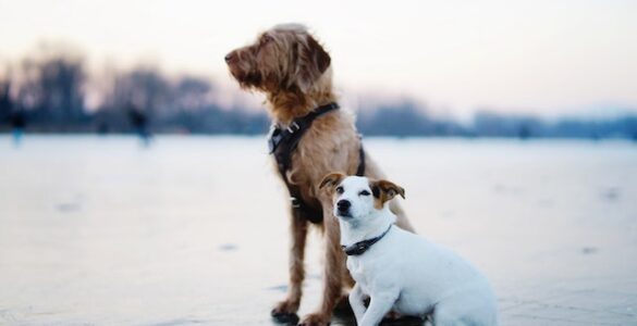 Dog Breeds and Their Characteristics: Exploring the Traits of Different Dog Breeds