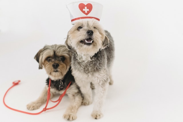 Preventive Healthcare for Pets: Keeping Your Furry Friends Happy and Healthy