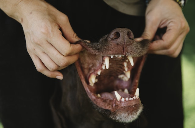 Dental Care for Pets: Ensuring Healthy Smiles and Overall Well-being