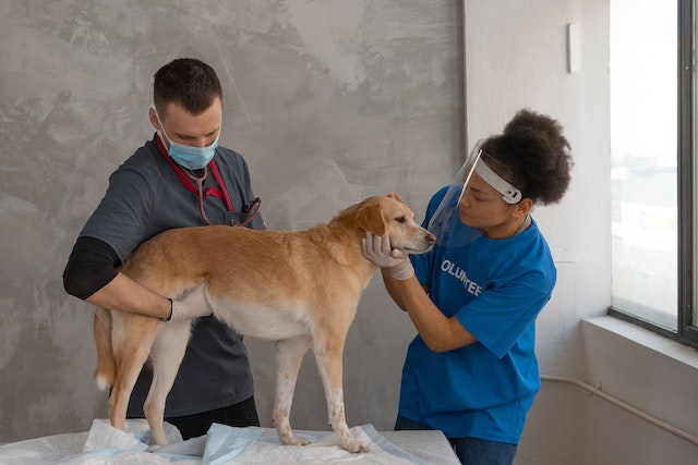 Common Pet Illnesses and Symptoms: Recognizing and Addressing Your Pet's Health Issues