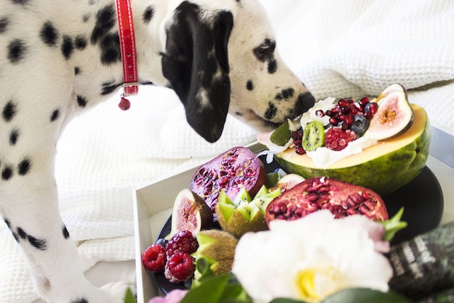 Nutrition and Diet Tips for Pets: Nourishing their Health and Vitality