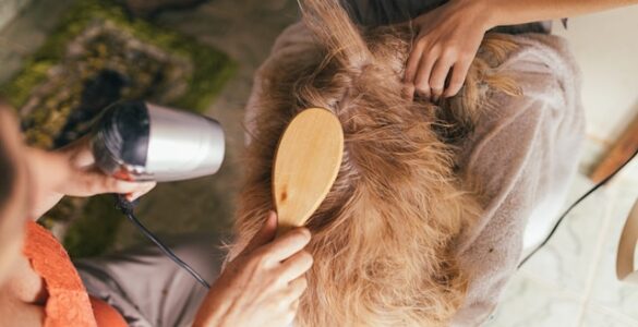 Grooming and Hygiene for Pets: Keeping Your Furry Friends Clean and Healthy