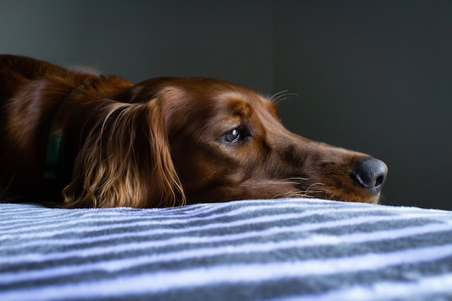 A Comprehensive Guide to Addressing Separation Anxiety in Pets