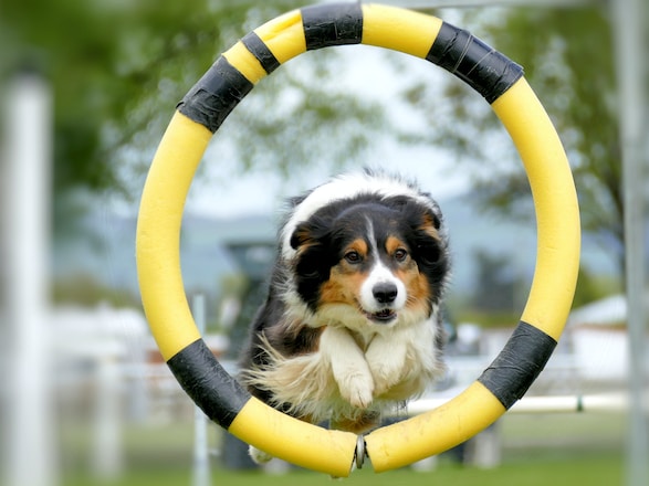 The Importance of Basic Obedience Training for Dogs