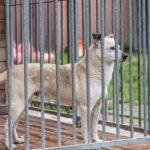 Supporting Animal Shelters and Rescue Organizations: Making a Difference in the Lives of Animals