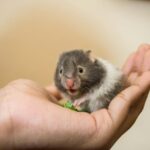 Choosing the Ideal Hamster Breed for Your Family: A Comprehensive Guide