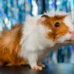 Different Hamster Breeds and Varieties: A Comprehensive Guide