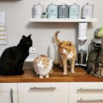 Selecting the Right Cat Breed for Your Lifestyle: A Comprehensive Guide