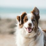Popular Dog Breeds and Their Traits: Finding the Perfect Canine Companion
