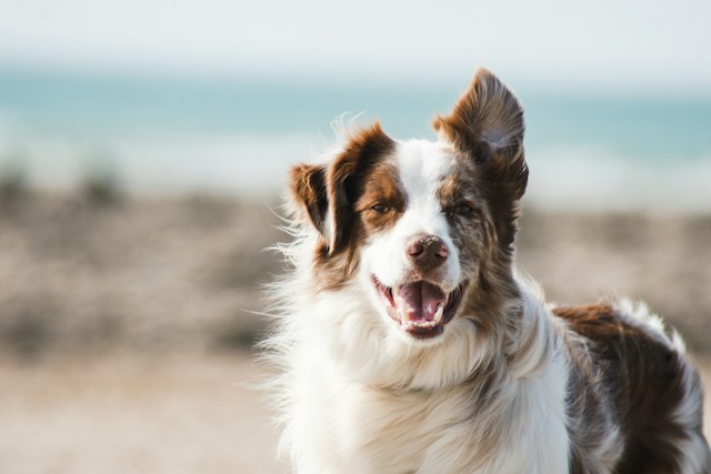 Popular Dog Breeds and Their Traits: Finding the Perfect Canine Companion